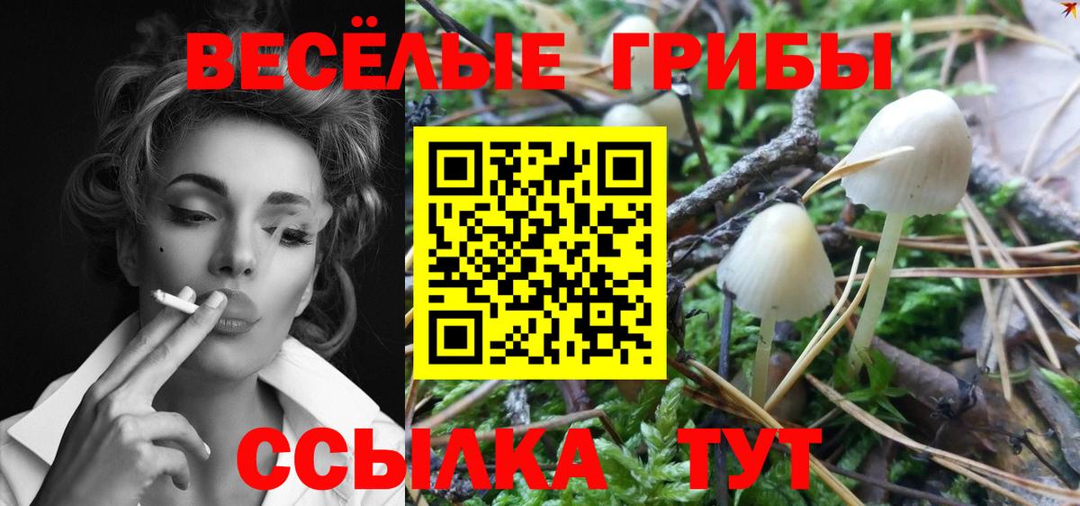 Балашов  купить закладку  Вход с VPN  Псилоцибиновые грибы Cubensis 